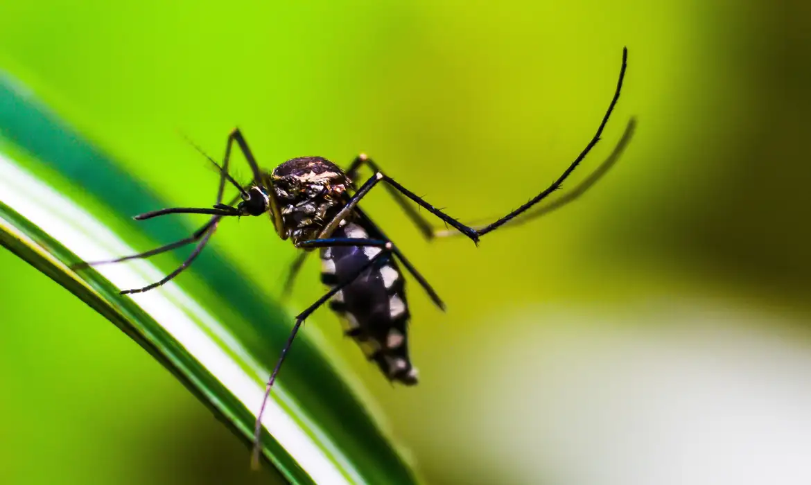 DF já pode ter ultrapassado recorde de casos de dengue, diz Saúde