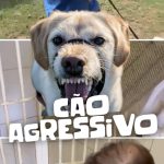 abandono-animal-no-brasil:-a-dor-silenciosa-que-podemos-evitar-|-delio-andrade abandono-animal-no-brasil:-a-dor-silenciosa-que-podemos-evitar-|-delio-andrade