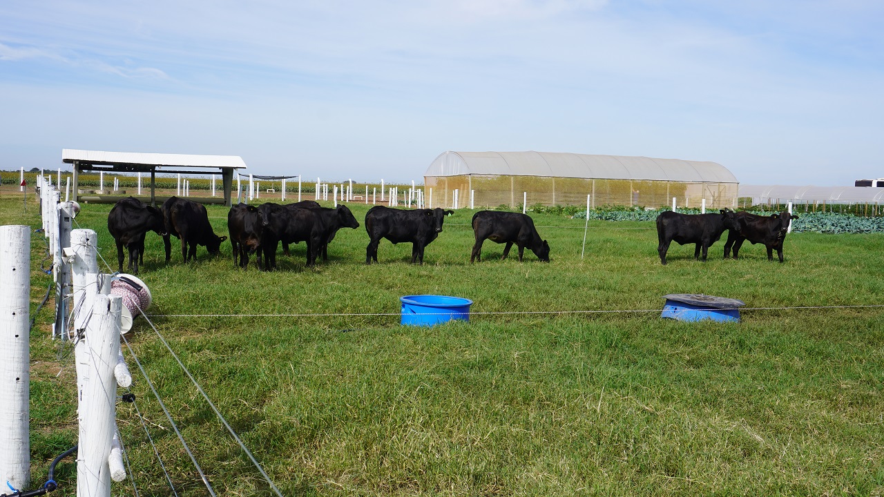 circuito-da-bovinocultura-na-agrobrasilia-tem-foco-na-producao-de-carne circuito-da-bovinocultura-na-agrobrasilia-tem-foco-na-producao-de-carne