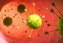 Bactéria intestinal de rãs elimina focos de câncer colorretal em ratos bacteria-intestinal-de-ras-elimina-focos-de-cancer-colorretal-em-ratos