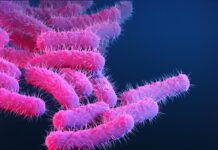 Diarreia transmitida pelo sexo mostra resistência a antibióticos diarreia-transmitida-pelo-sexo-mostra-resistencia-a-antibioticos